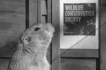 Image of Groundhog in Parks