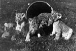 Image of Zoos in Parks