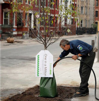MillionTreesNYC image of MillionTreesNYC