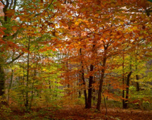 image of After reforestation