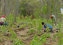 image of Before reforestation