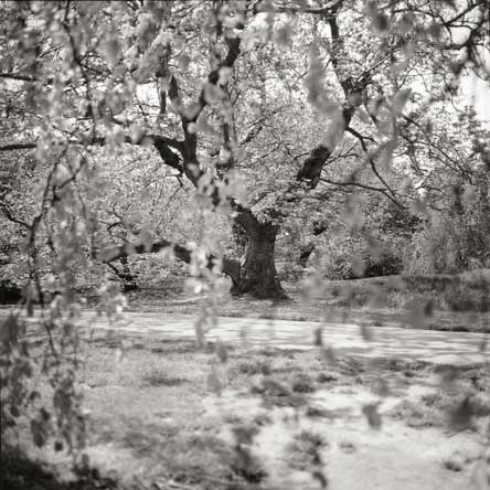 photograph  of a tree