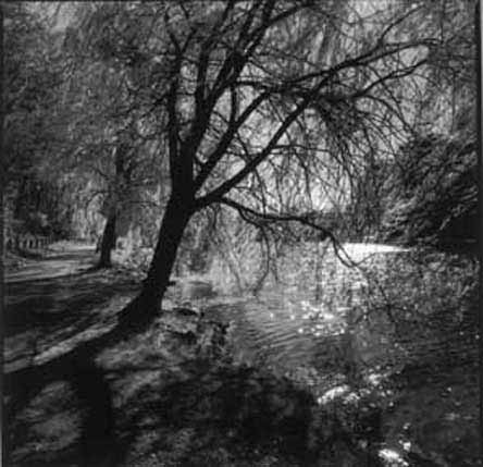 Photograph of a riverbank