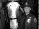 Photo of Parks Mounted PEP officer with horse Links to Photo Journal  2/13/02 through 3/3/02 index page