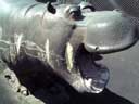Photo of Hippo Playground in Riverside Park; Links to Photo Journal  3/15/02 through 3/21/02 index page