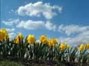 Photo of daffodils under blue sky links to photo journal 3/29/02 through 4/4/02
