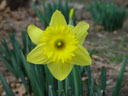 Photo of blooming daffodil  Links to Photo Journal  3/8/02 through 3/15/02 index page