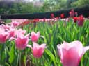 Photo flowers in the Central park Conservatory Garden park links to photo journal 4/13/02 through 4/19/02