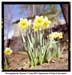 Photo journal thumbnail image links to page with larger version of