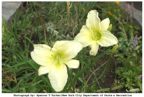07-23-02__flowers_in_bowne_park_queens__1
