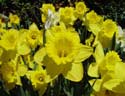 Thumbnail from photojournal links to nyc parks in bloom gallery