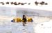 Photo journal thumbnail image links to page with larger version of