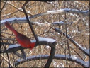 Thumbnail from photojournal