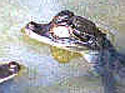 Baby Caimon
