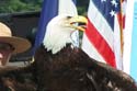 photo of "Champion" a 5 year old full grown bald eagle