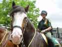 photo of an Mounted PEP officer on her horse