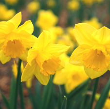 Beatifully tended-to flowers blossom in a park