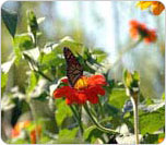 Image of Botanical Gardens
