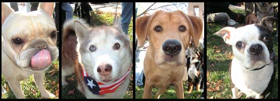 images of city dogs
