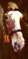Photo of a horse