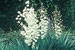 Adam’s Needle, Spanish Bayonet