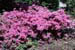 Azalea ‘Bush Pink’