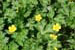 Buttercup ‘Buttered Popcorn’