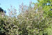 Cherry Tree ‘Kwanzan’