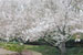 Yoshino Cherry Tree ‘Somei yoshino’