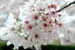 Yoshino Cherry Tree ‘Somei yoshino’