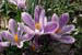 Crocus ‘Striped Beauty’