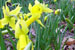 Daffodil ‘Sundial’