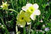 Daffodil ‘Sundial’