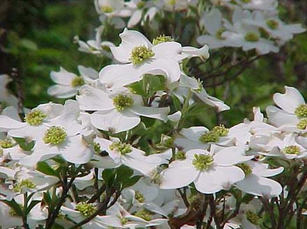 Flowering+dogwood+shrub