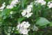 Hawthorn ‘Winter King’