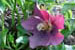 Hellebore ‘Winter Joy’