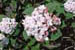 Korean Spice Viburnum ‘Aurora’
