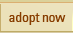 Adopt Now