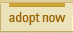 Adopt Now