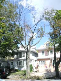 image of dead tree