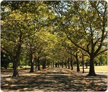 A tree-lined lane in Flushing Meadows Corona Park