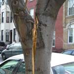 Tree with spilt trunk