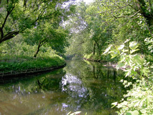 Bronx River Forest