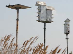Bird feeders in Lemon Creek Park
