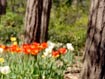Thumbnail of Fort Greene Park