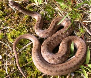 is this a garter snake or ribbon snake? | Yahoo Answers