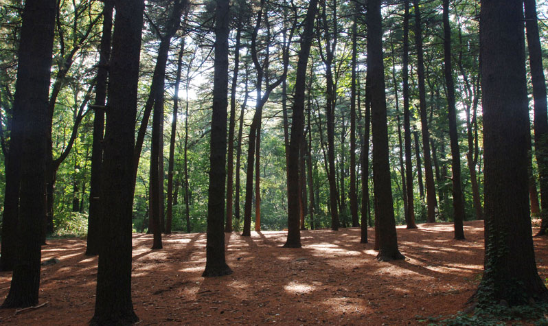 NYC Parks Most Photogenic Woodland Areas : NYC Parks