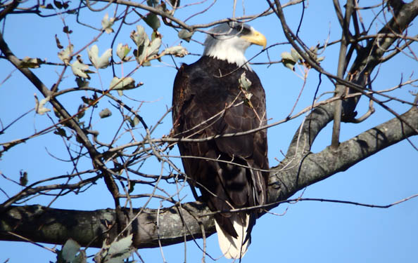 A bald eagle perches on a tree in the park.