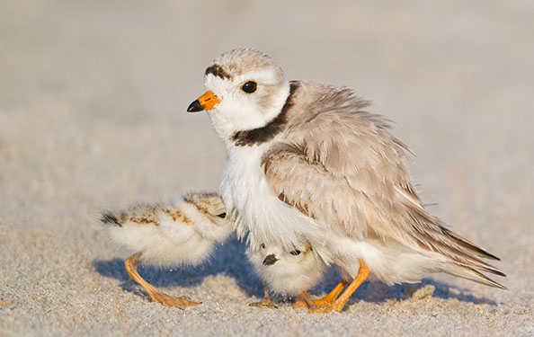 a piping plover and its chicks hang out on a beach