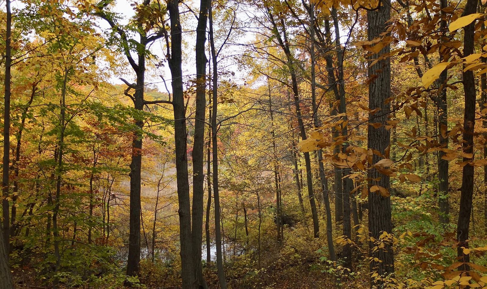 7 Recommended Hiking Trails to See Fall Foliage in NYC : NYC Parks